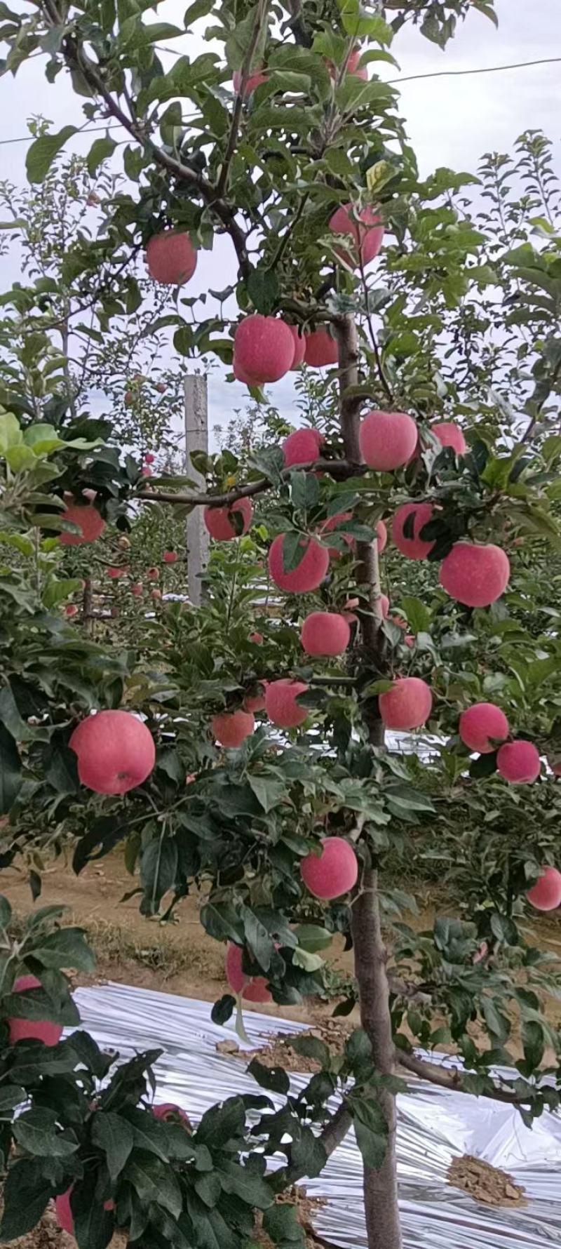 陕西富士苹果大量供货，有想法的联系