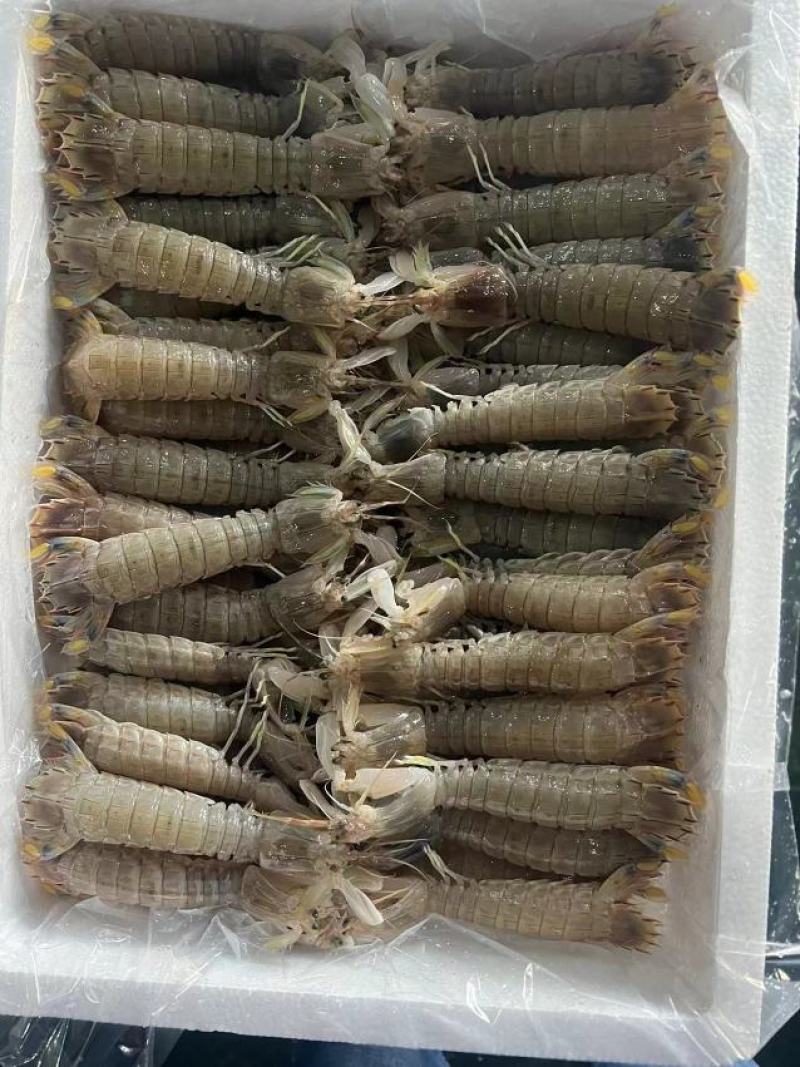 新鲜皮皮虾，虾蛄，瀨尿虾，冰鲜不是冰冻的，自助餐酒店供应