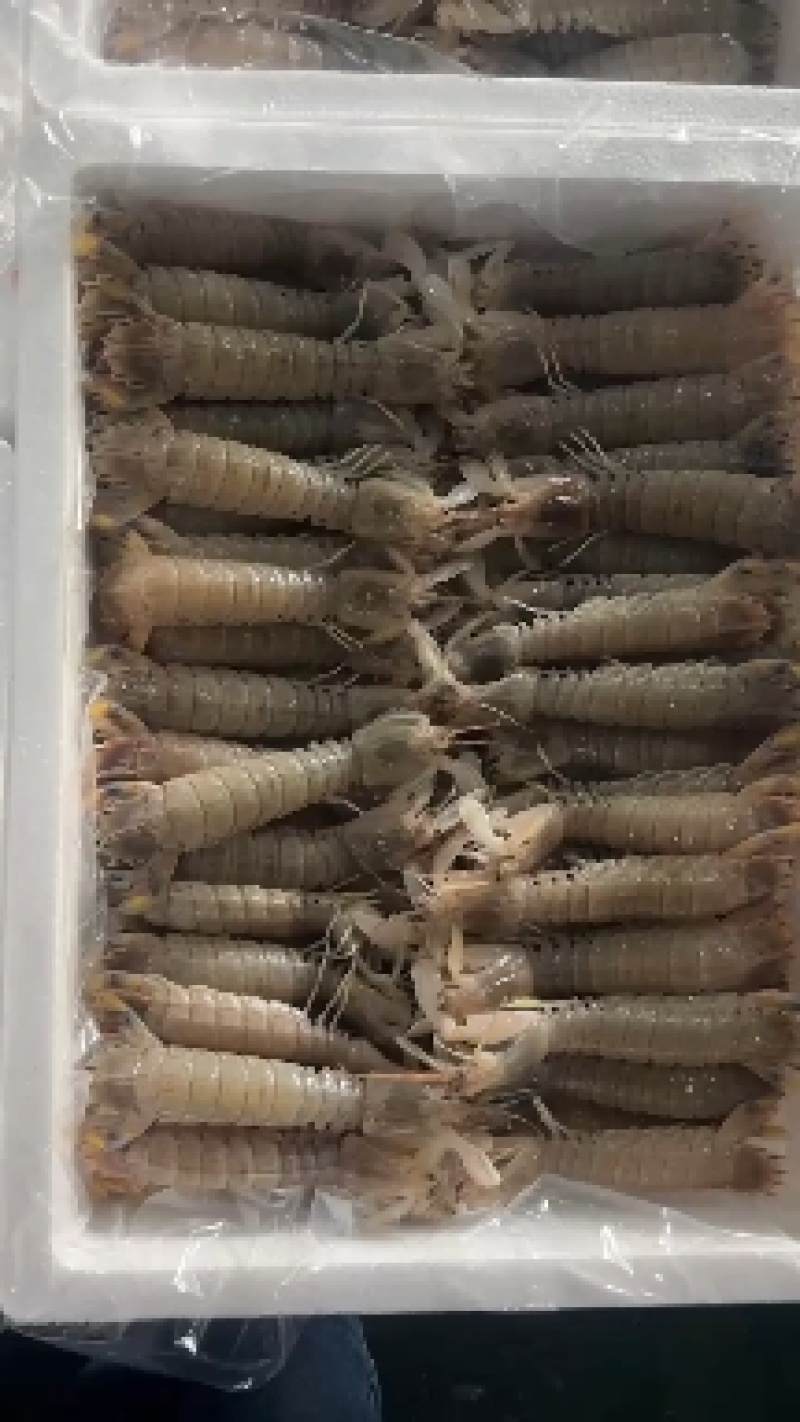 新鲜皮皮虾，虾蛄，瀨尿虾，冰鲜不是冰冻的，自助餐酒店供应