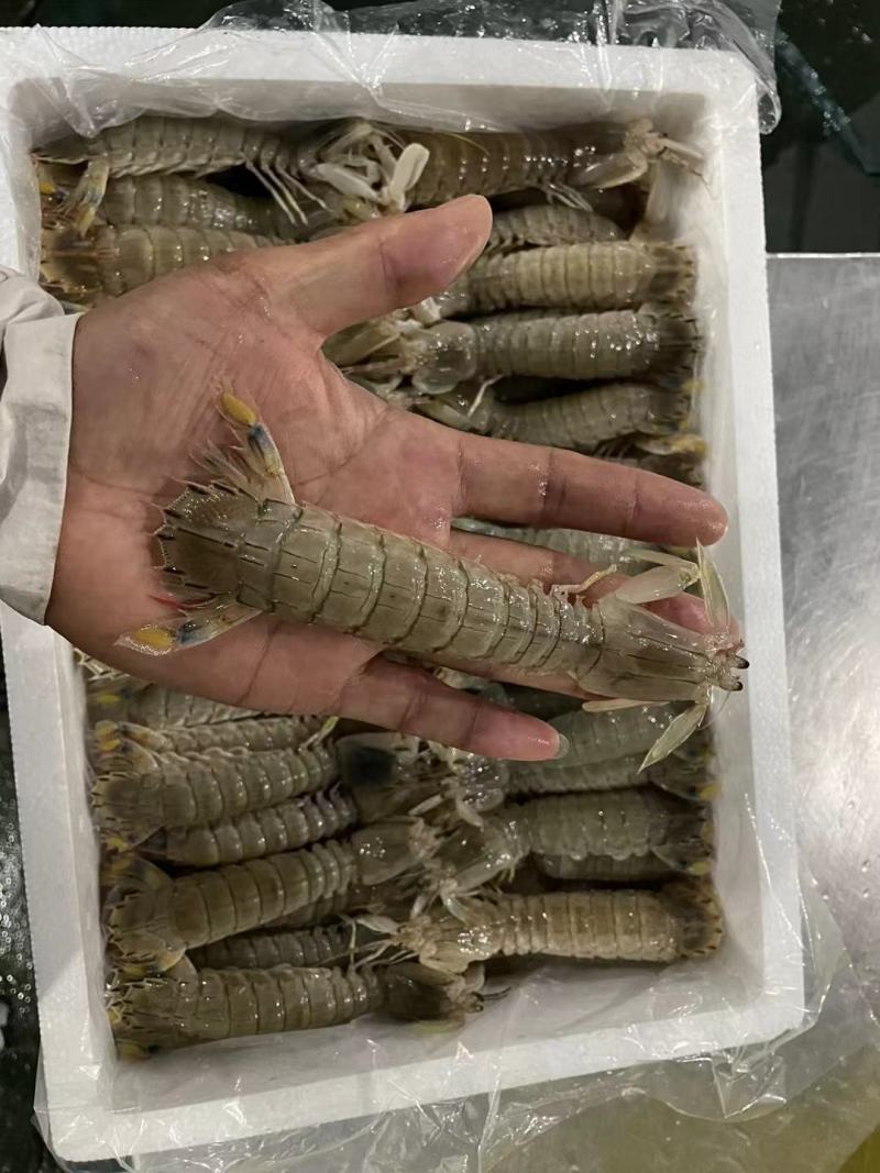 新鲜皮皮虾，虾蛄，瀨尿虾，冰鲜不是冰冻的，自助餐酒店供应
