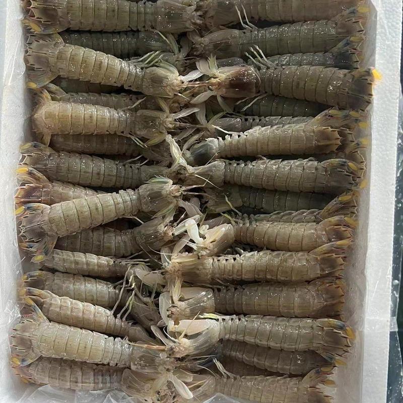 新鲜皮皮虾，虾蛄，瀨尿虾，冰鲜不是冰冻的，自助餐酒店供应