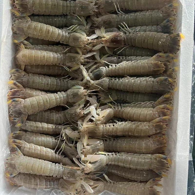 新鲜皮皮虾，虾蛄，瀨尿虾，冰鲜不是冰冻的，自助餐酒店供应