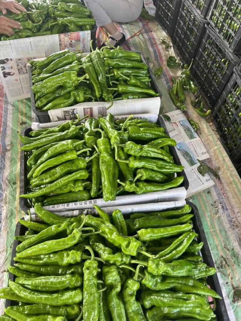 鲜辣椒301大量现货供应保质保量.螺丝椒.线椒.苏椒.泡