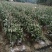 四川烧烤茄子紫茄嫩茄子墨茄好货头茄