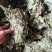 狸尾草，干货包邮，一手货源批发，太阳晒干，颜色好