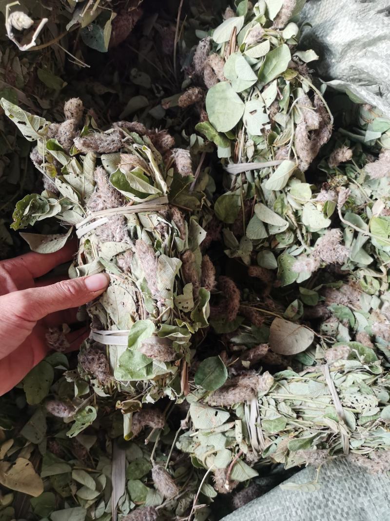狸尾草，干货包邮，一手货源批发，太阳晒干，颜色好