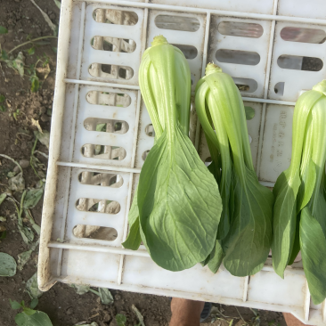 精品上海青，小油菜，大量上市，欢迎致电咨询采购