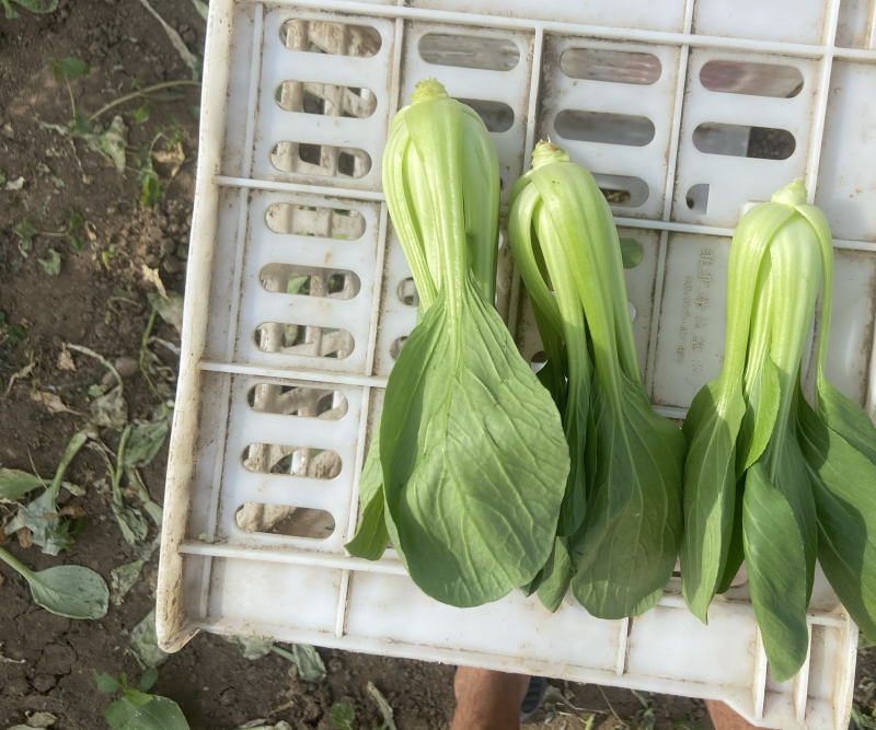 精品上海青，小油菜，大量上市，欢迎致电咨询采购