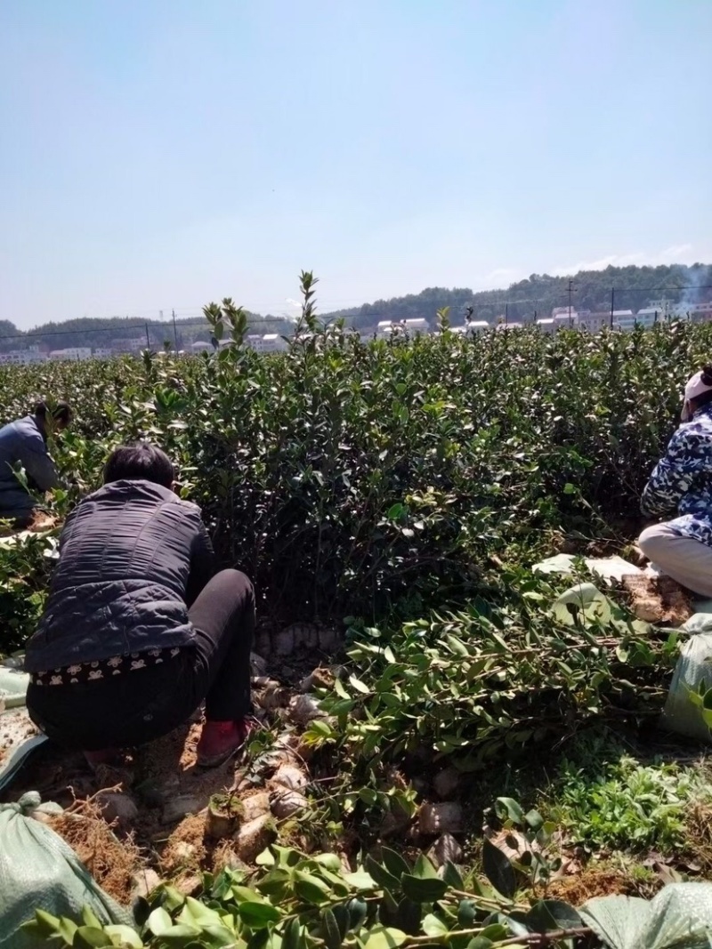 基地自嫁2年高产嫁接油茶苗小杯苗，出油率高！