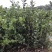 基地自嫁2年高产嫁接油茶苗小杯苗，出油率高！