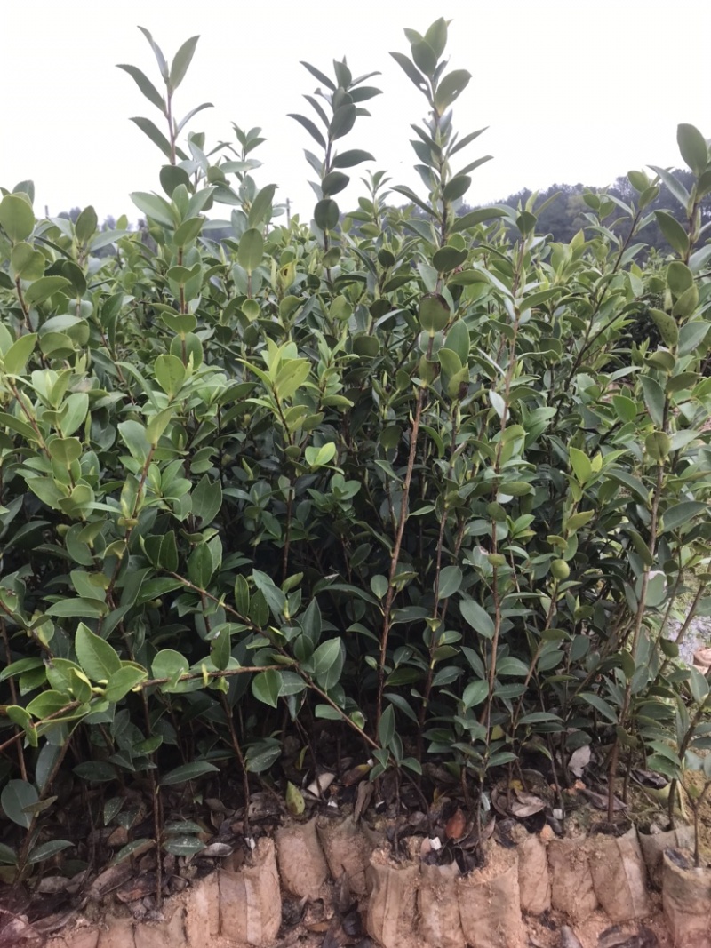 基地自嫁2年高产嫁接油茶苗小杯苗，出油率高！