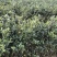 基地自嫁2年高产嫁接油茶苗小杯苗，出油率高！