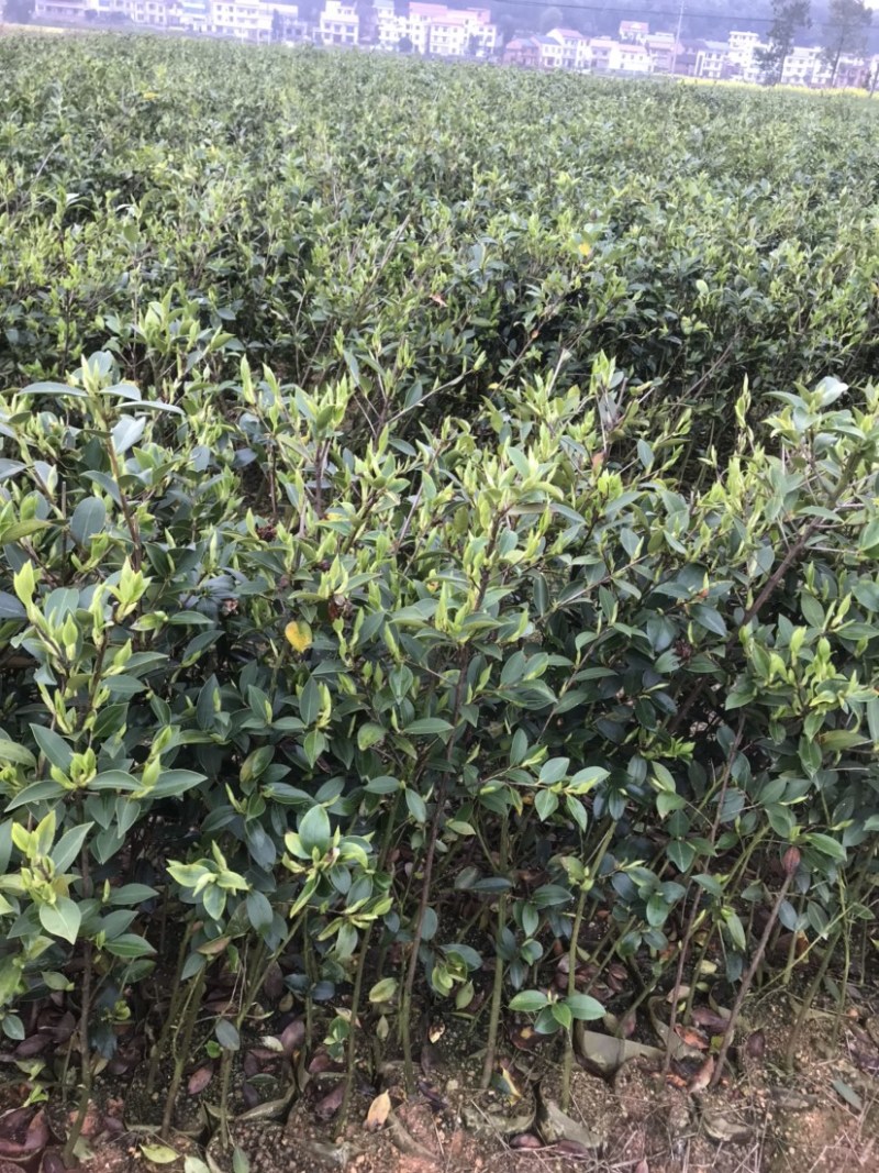 基地自嫁2年高产嫁接油茶苗小杯苗，出油率高！