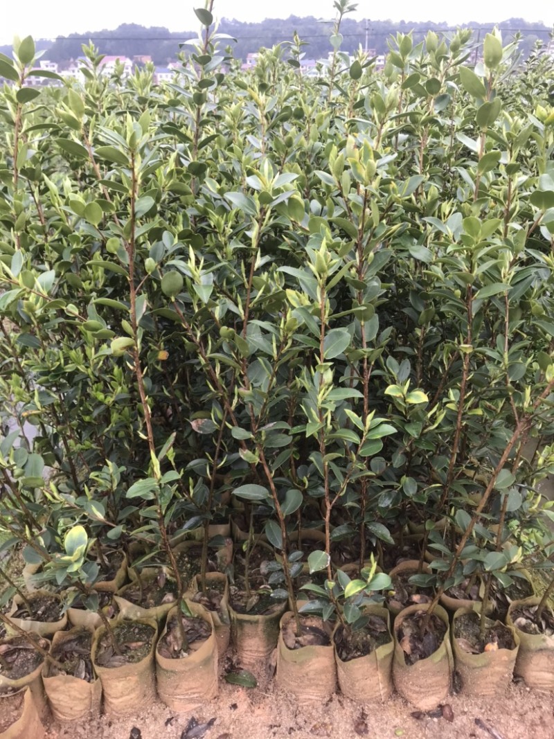基地自嫁2年高产嫁接油茶苗小杯苗，出油率高！