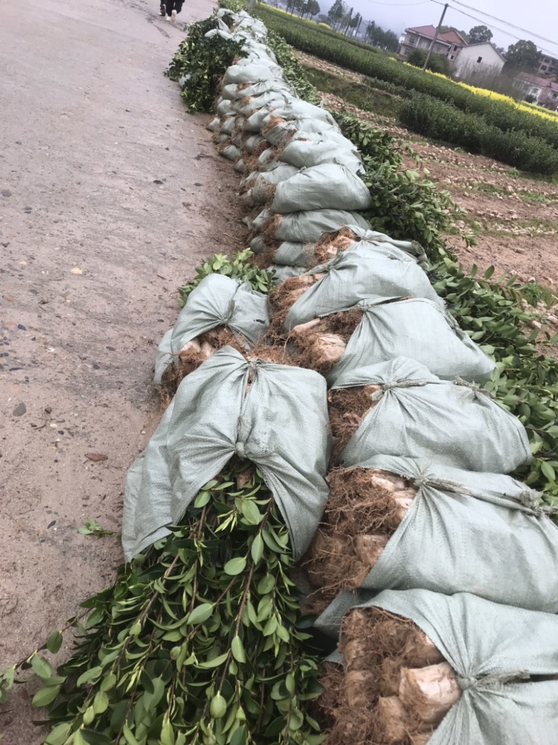 基地自嫁2年高产嫁接油茶苗小杯苗，出油率高！