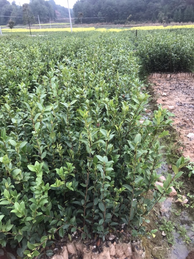 基地自嫁2年高产嫁接油茶苗小杯苗，出油率高！