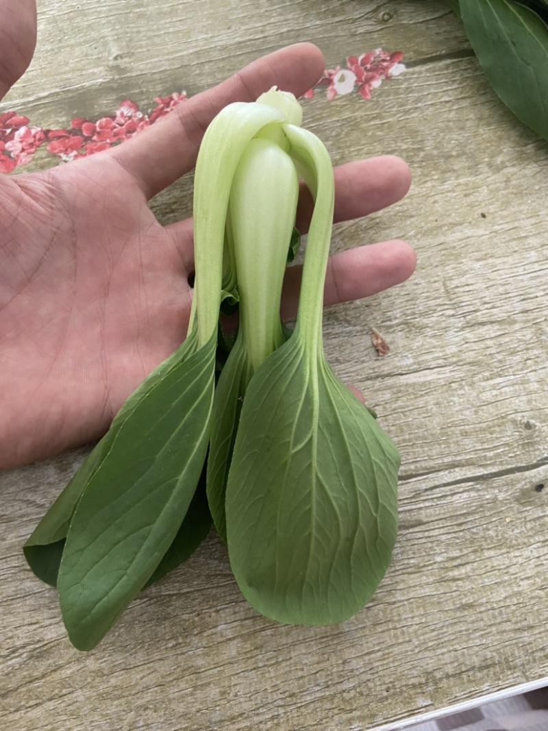 精品上海青，小油菜，大量上市，欢迎致电咨询采购