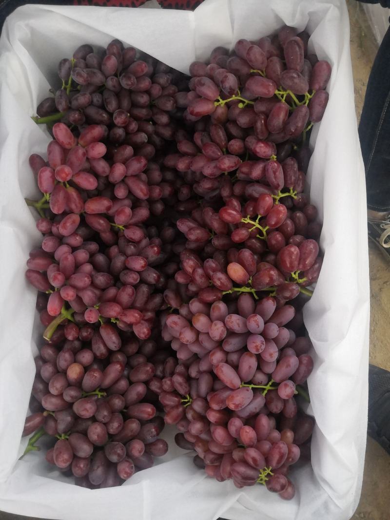 澳洲无核葡萄深红无籽葡萄长粒克伦生葡萄山东长粒克伦生