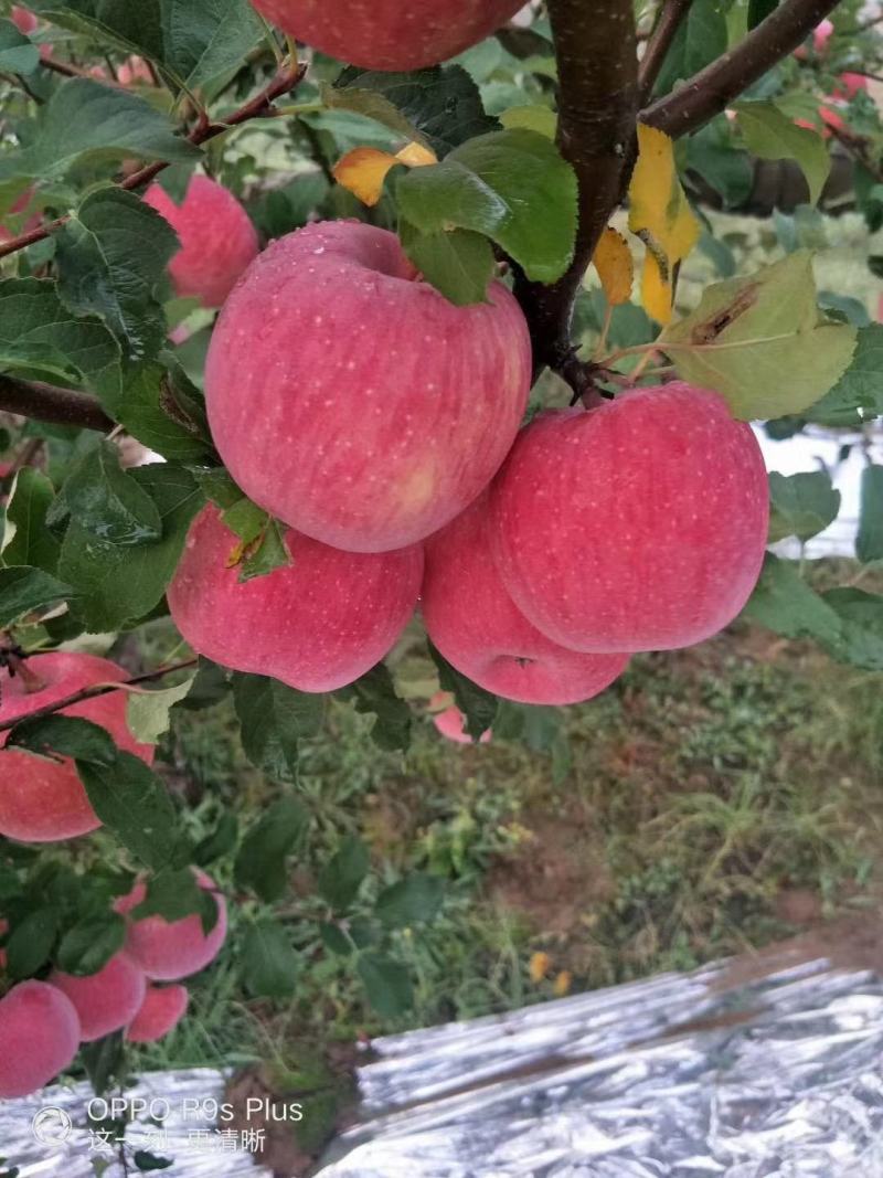 延安市延红富士苹果大量上市，产地直发，货源充足质量保证