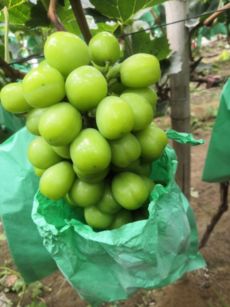 山东阳光玫瑰葡萄山东烟台阳光玫瑰葡萄龙口阳光玫瑰晴王葡萄