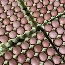 甘肃省庆阳市正宁县永和镇鸡场厂家直销鸡蛋大量出货