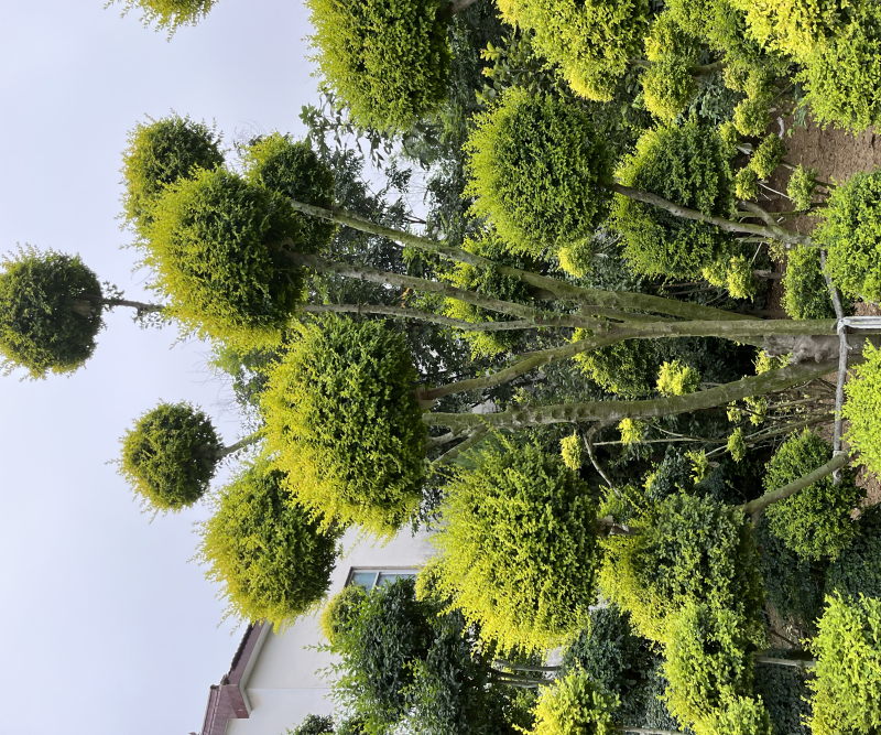 亮晶女贞、、规格齐全，爱心💗，棒棒糖🍭，亮晶球，