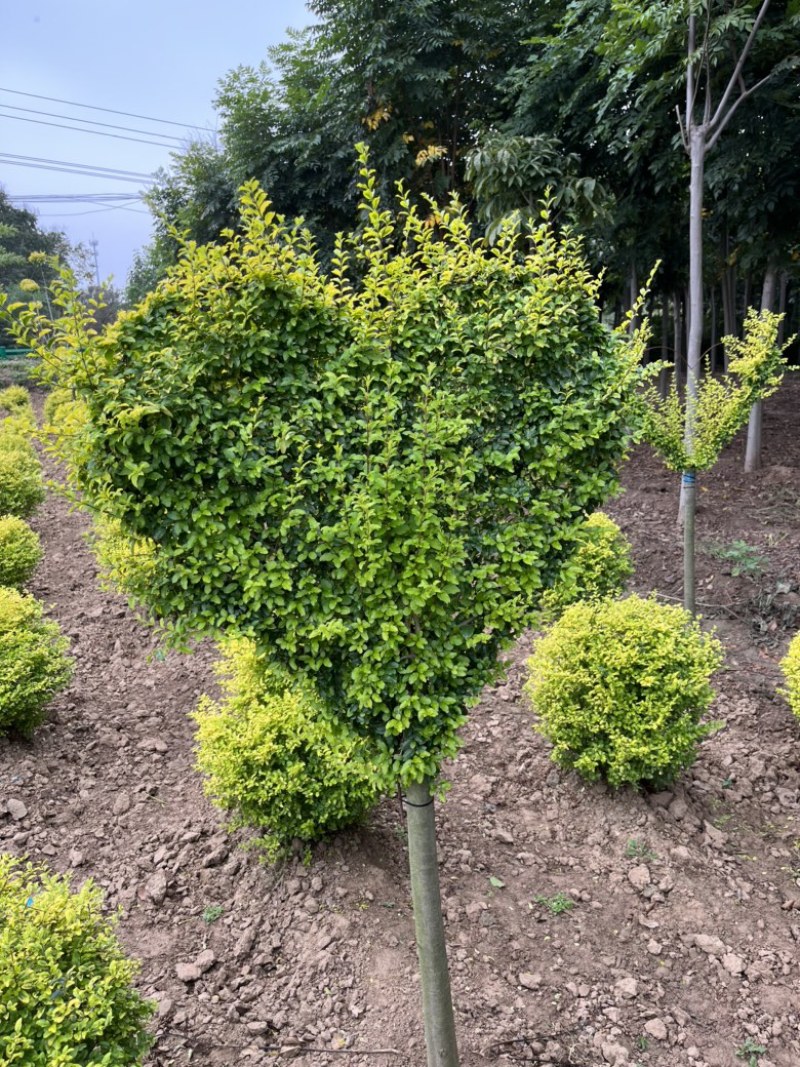 亮晶女贞、、规格齐全，爱心💗，棒棒糖🍭，亮晶球，