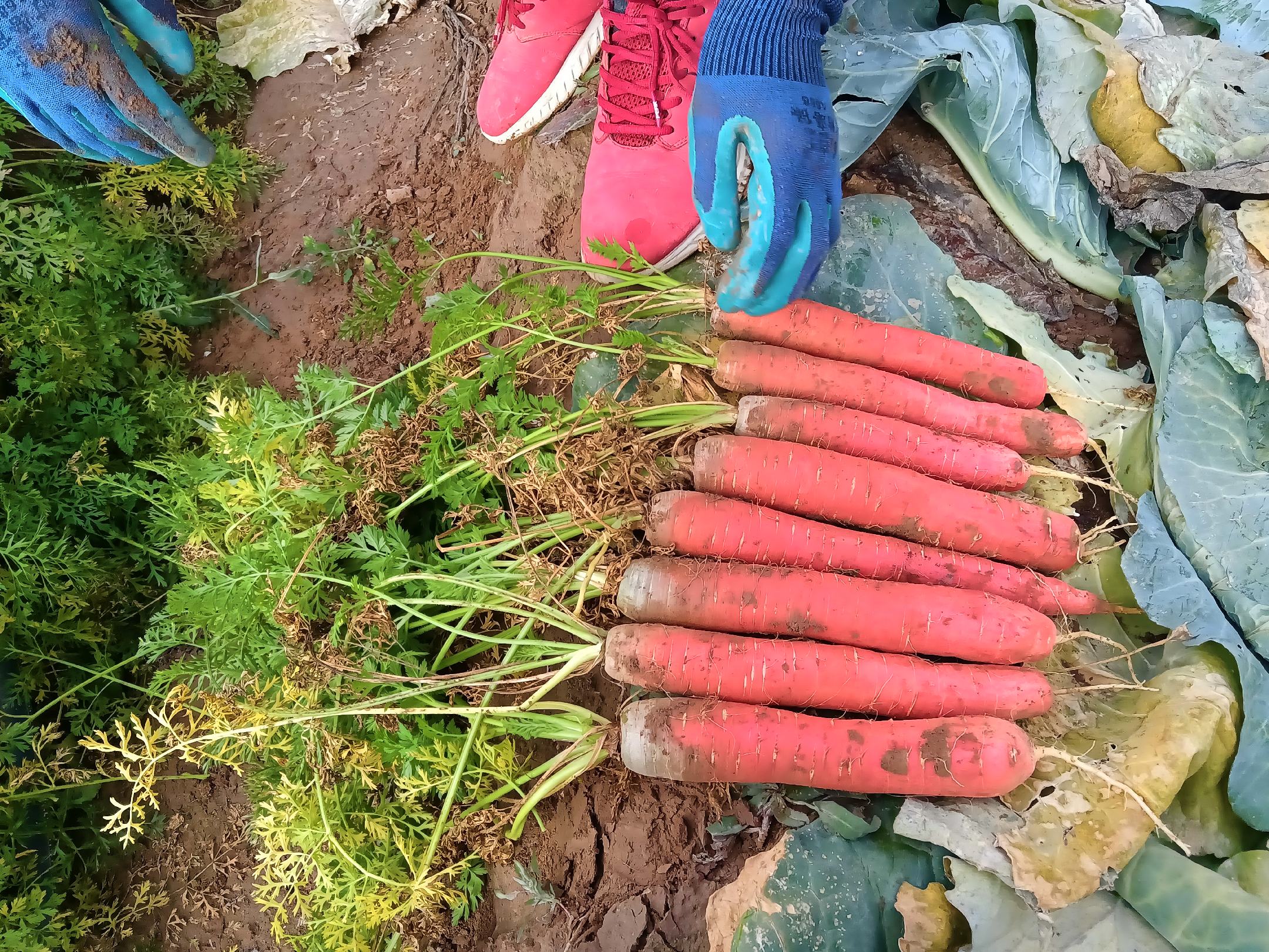 胡萝卜五寸与七寸对比图