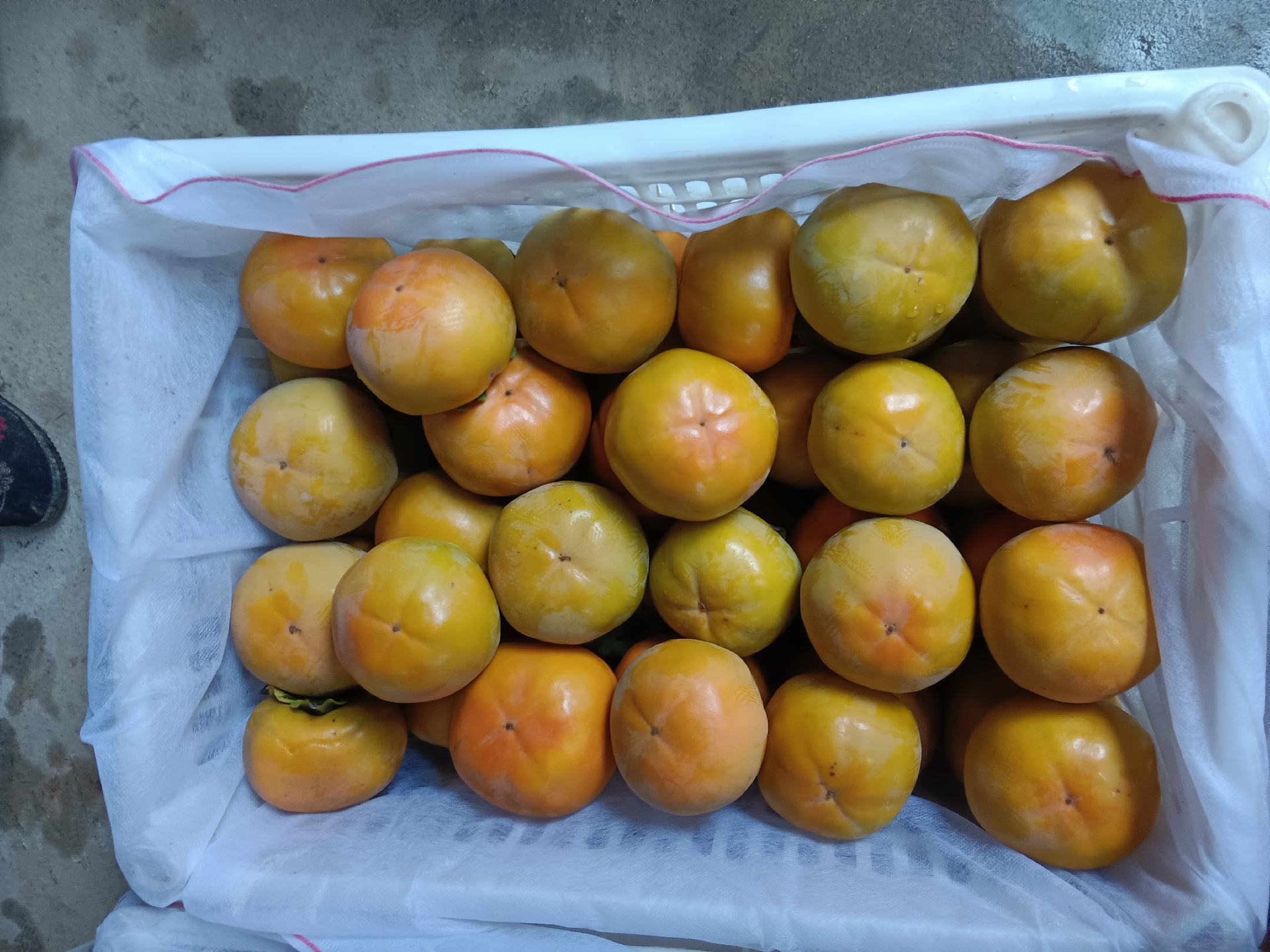 阳丰甜柿加工与包装场景