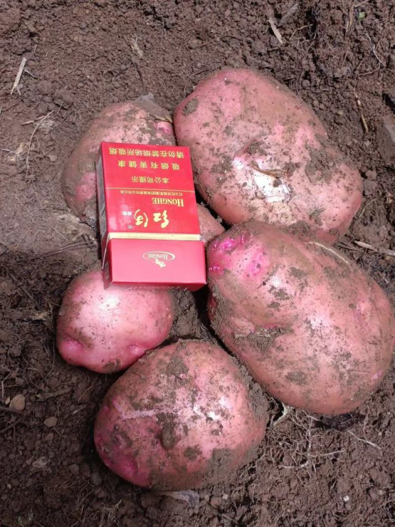 丽暑7号红皮黄心可代替合作88号出口越南