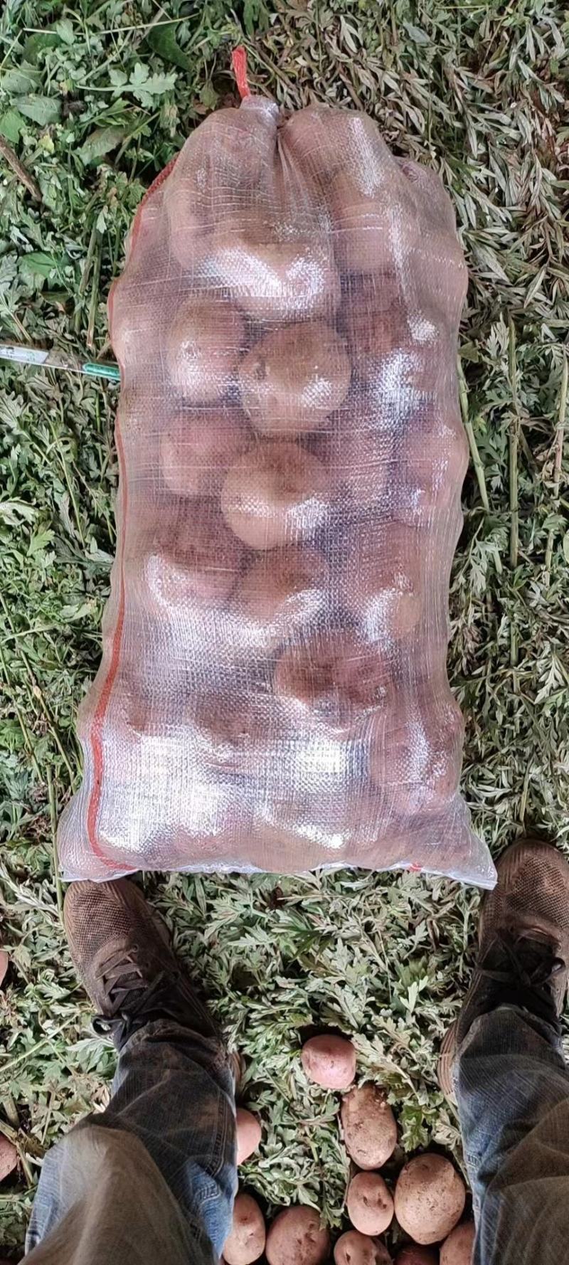 丽暑7号红皮黄心可代替合作88号出口越南