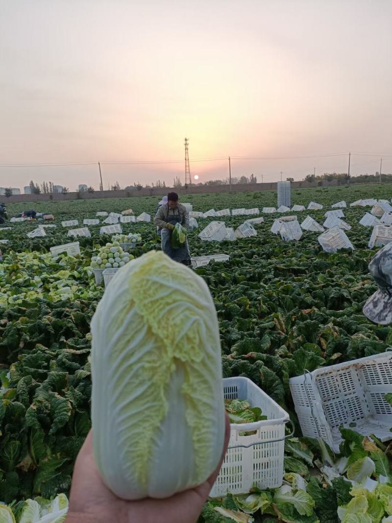 精品娃娃菜
