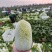 精品娃娃菜