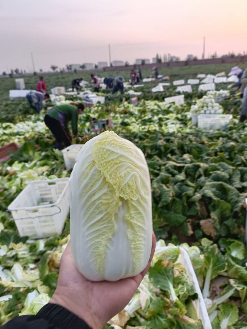 精品娃娃菜