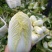 精品娃娃菜