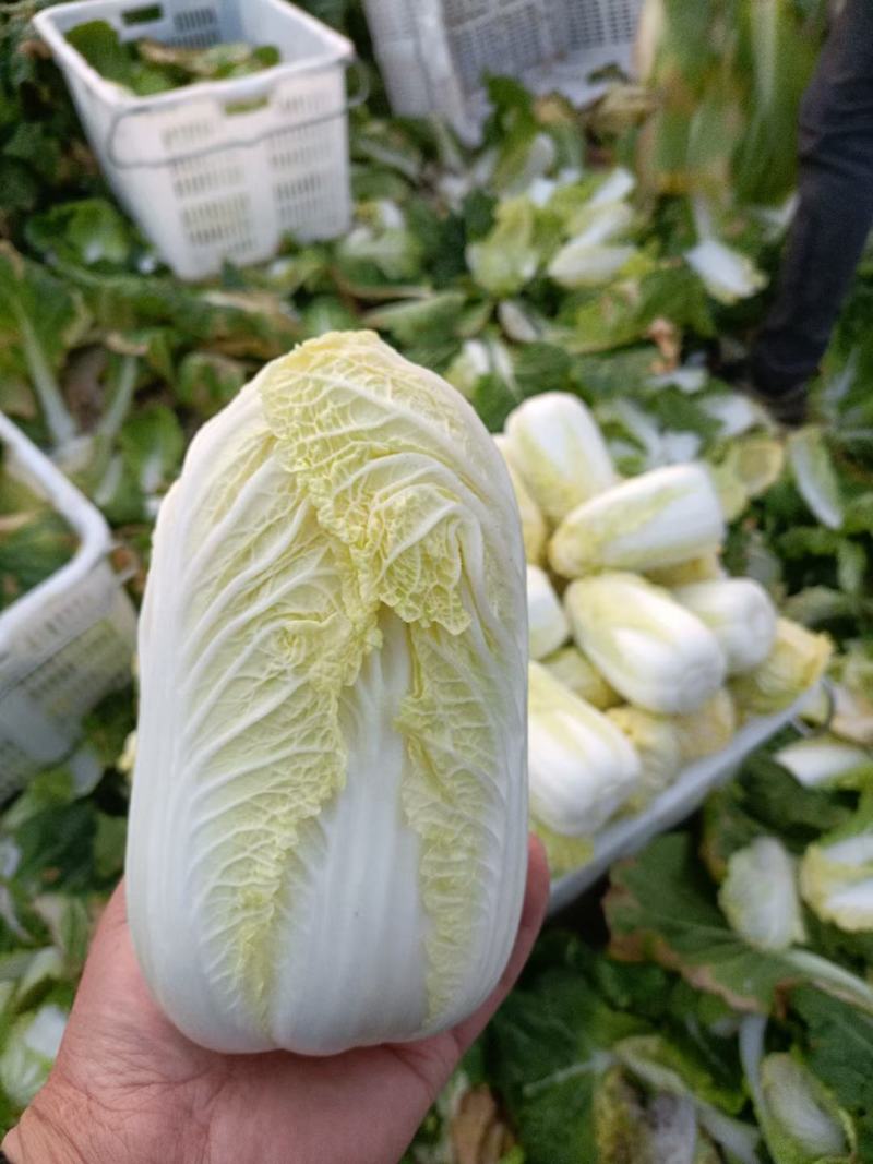 精品娃娃菜