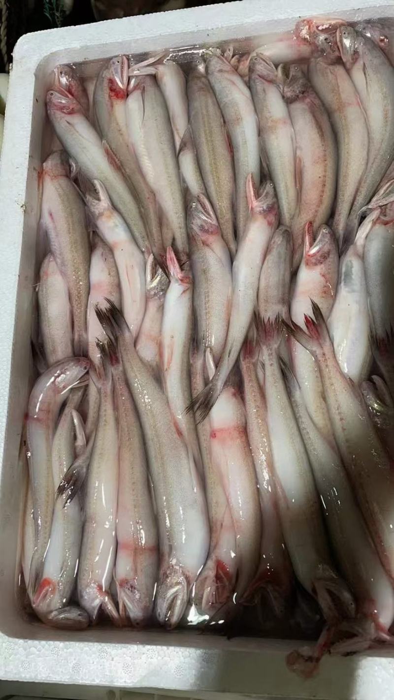 东海海鲜，水潺，豆腐鱼，龙头鱼，全国发货