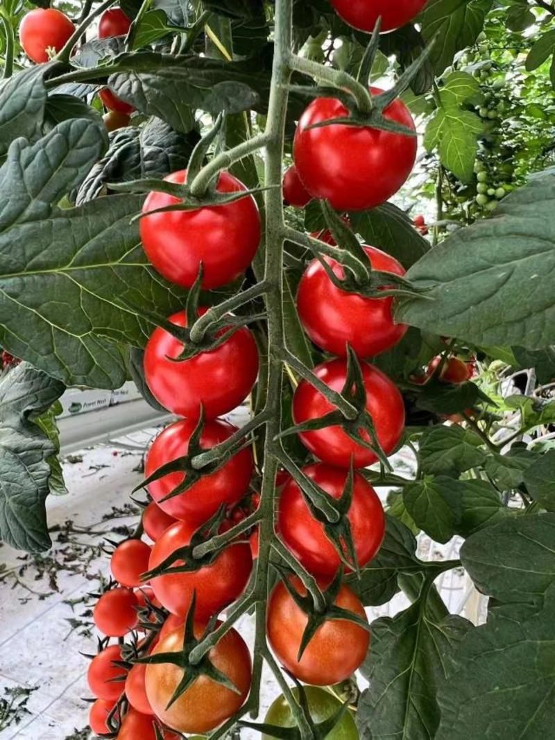 串收番茄，串番茄，串收樱桃番茄，智能温室，椰糠种植，