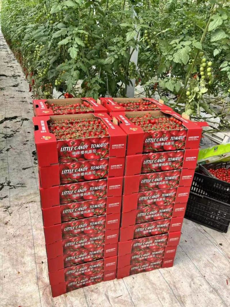 串收番茄，串番茄，串收樱桃番茄，智能温室，椰糠种植，