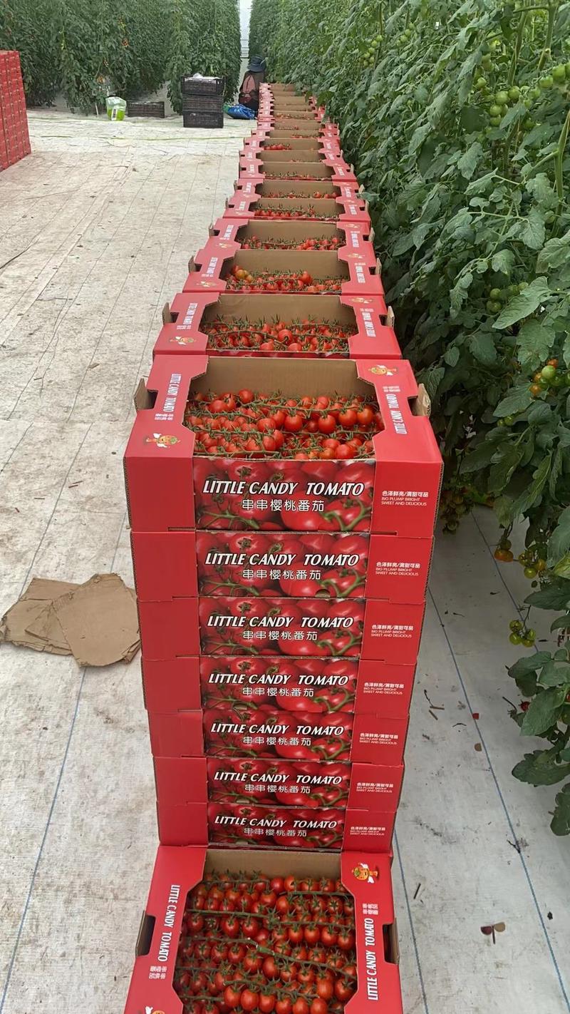 串收番茄，串番茄，串收樱桃番茄，智能温室，椰糠种植，
