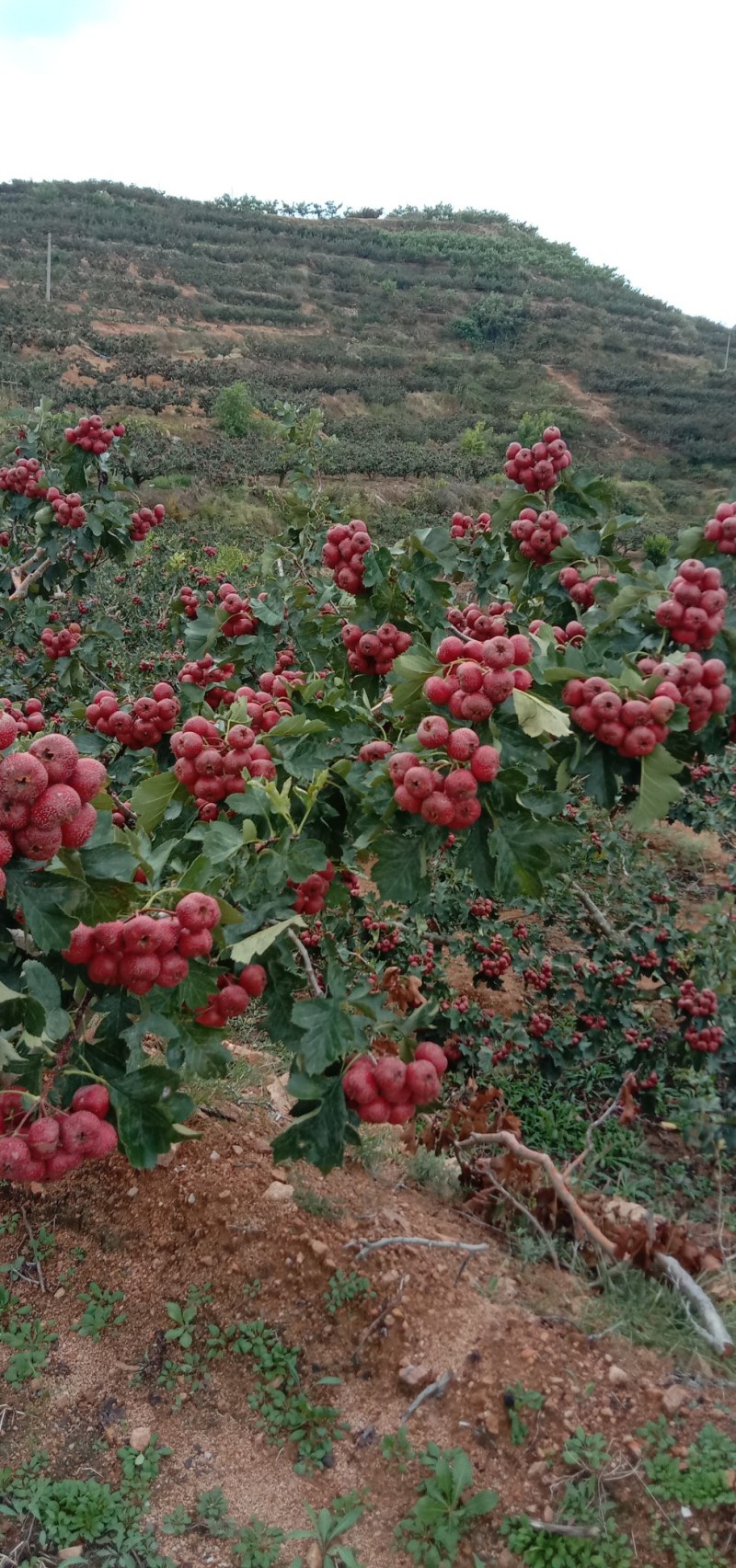 山楂