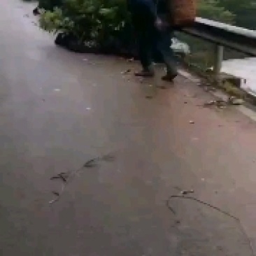 永安桂圆小苗基地,江安长宁高县蜀冠,泸丰,水南一号龙眼苗