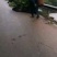 永安桂圆小苗基地,江安长宁高县蜀冠,泸丰,水南一号龙眼苗