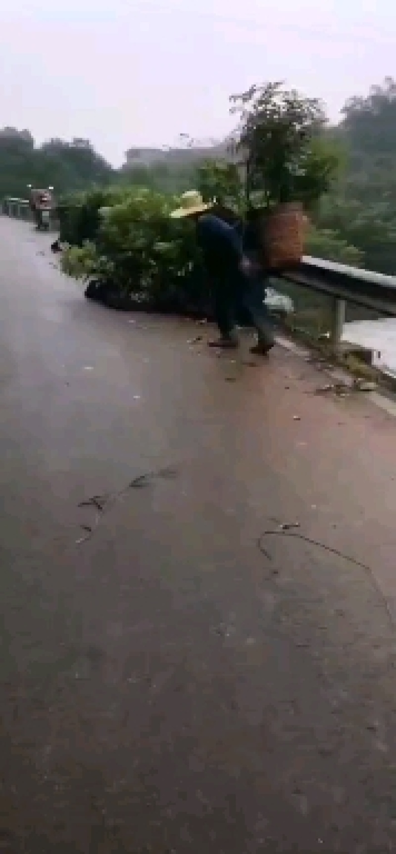 永安桂圆小苗基地，江安长宁高县蜀冠，泸丰，水南一号龙眼苗
