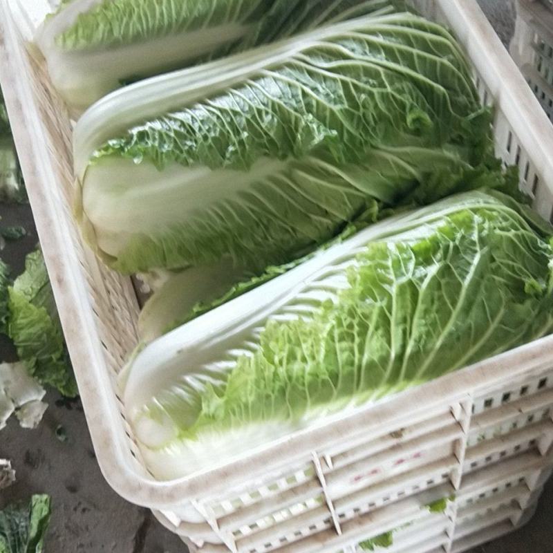 山东省泗水县北京新三号黄心白菜不烧心无黑点大小可选净菜上车