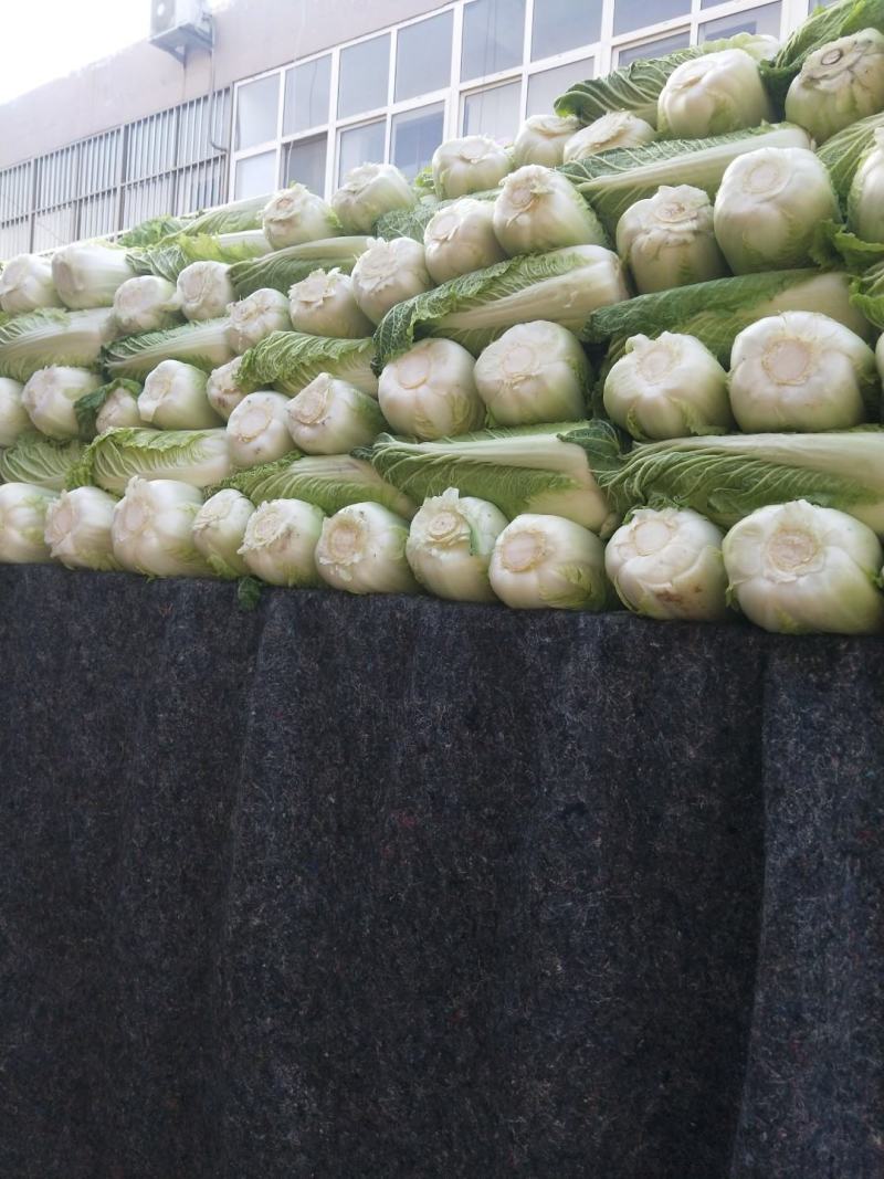 山东省泗水县北京新三号黄心白菜不烧心无黑点大小可选净菜上车