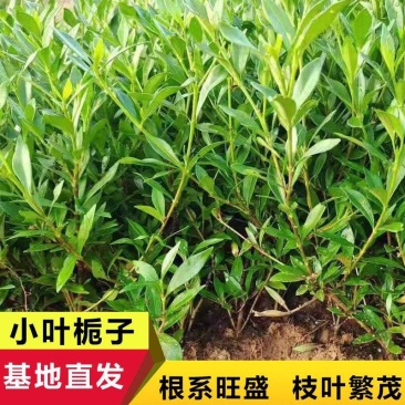 小叶栀子水栀子海栀子分叉多苗粗壮