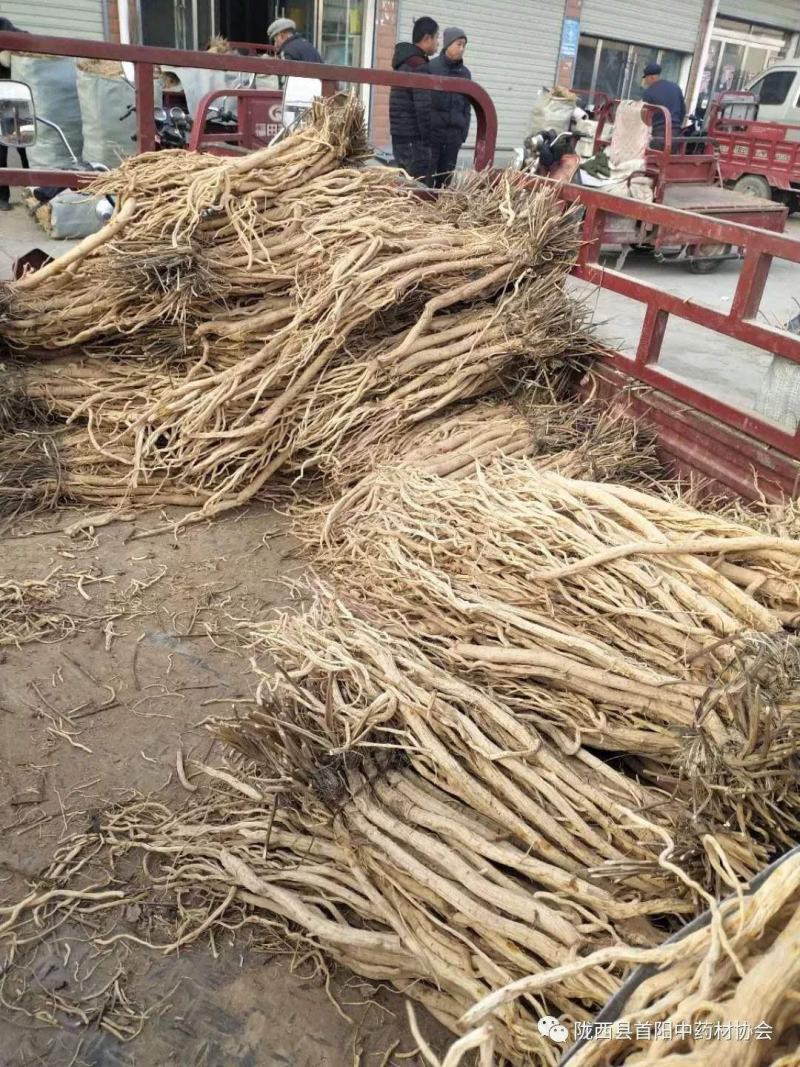 甘肃防风产新，大量上市，关防风片，关防风鲜条及干条