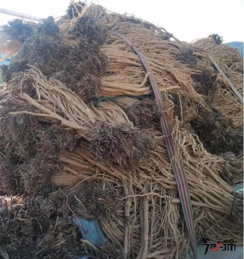 甘肃防风产新，大量上市，关防风片，关防风鲜条及干条