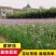 紫娇花洋韭菜园林绿化苗木基地观花植物批发